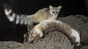 ringtail